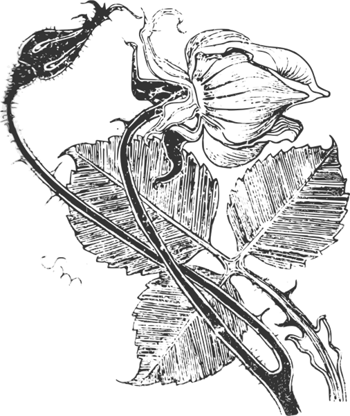 Rosa
