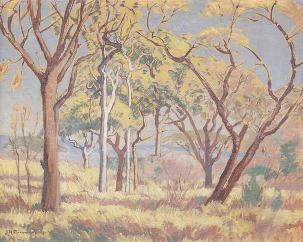 Zalesněná savana