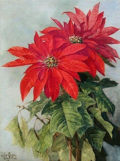 pintura Flor De Pascua - Paul De Longpre