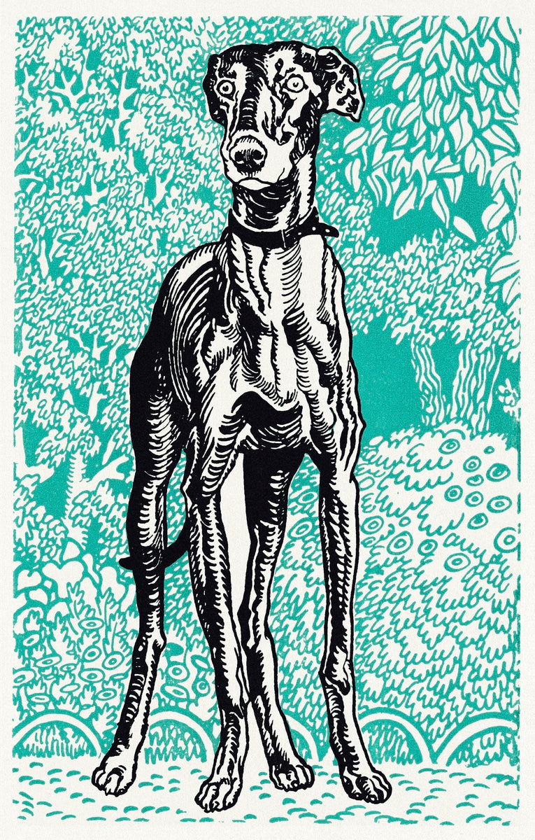 Greyhound