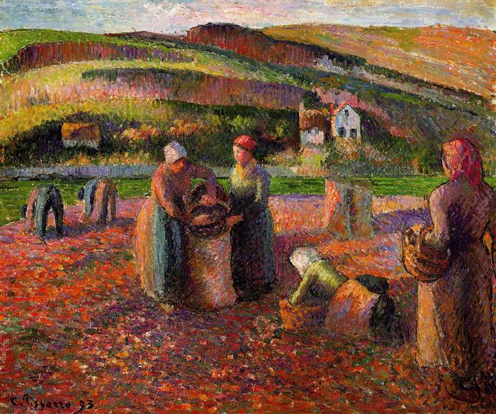 Potatis skörd - 1893