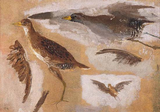 Hunting Bird Studies - Probabilmente Virginia Rails