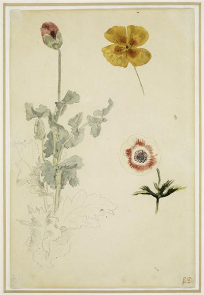Blomsterundersøgelse - 1850