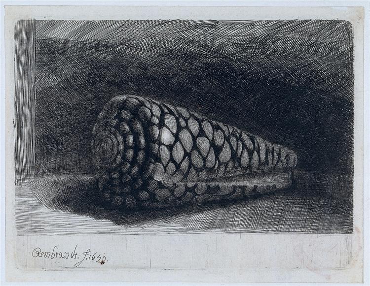 La Concha 'Conus Marmoreus' - 1650