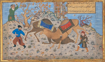 Due cammelli che si combattono - 1530