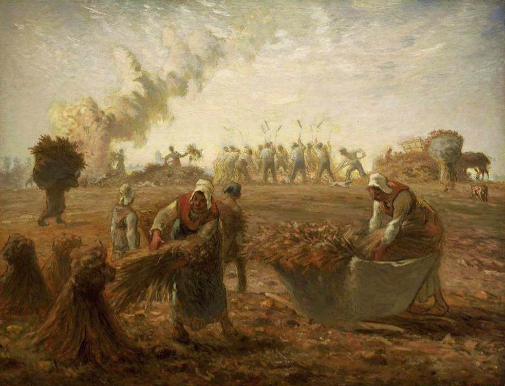 Récolte de blé Saracen: l'été