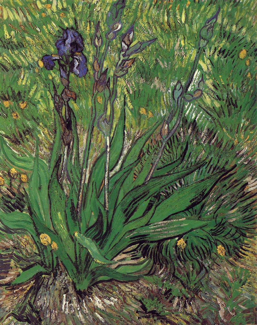Iris