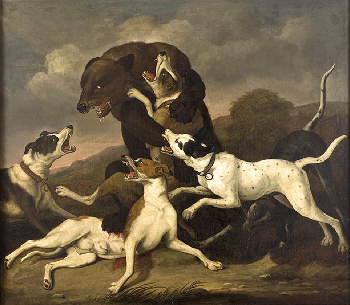 Chasse des ours