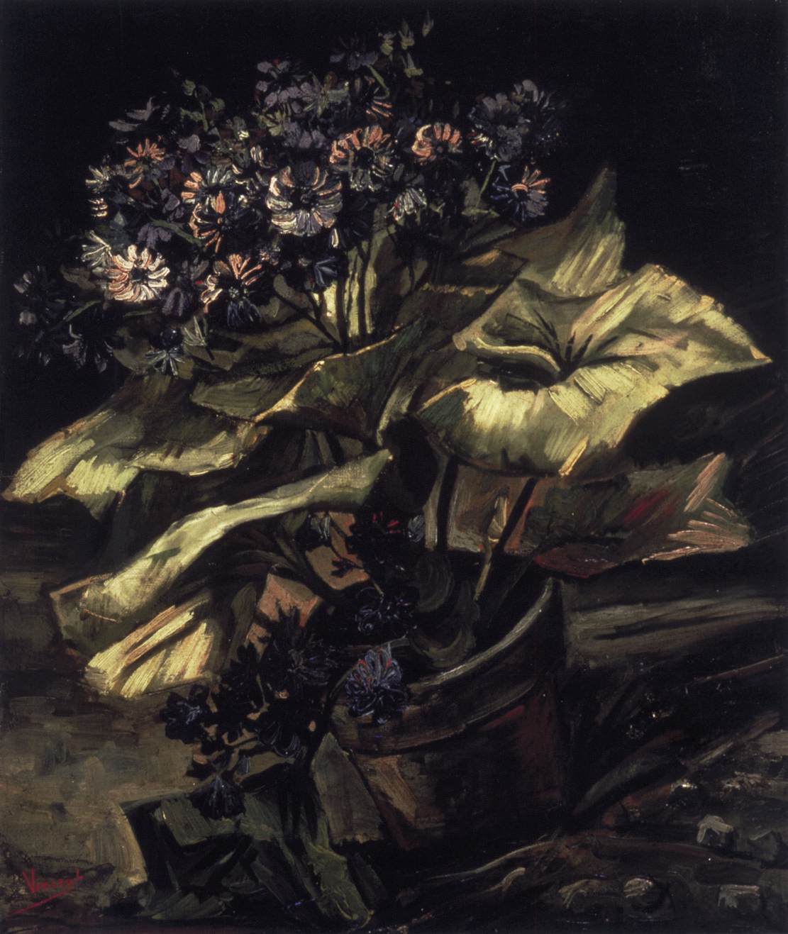 Cineraria in a Pot