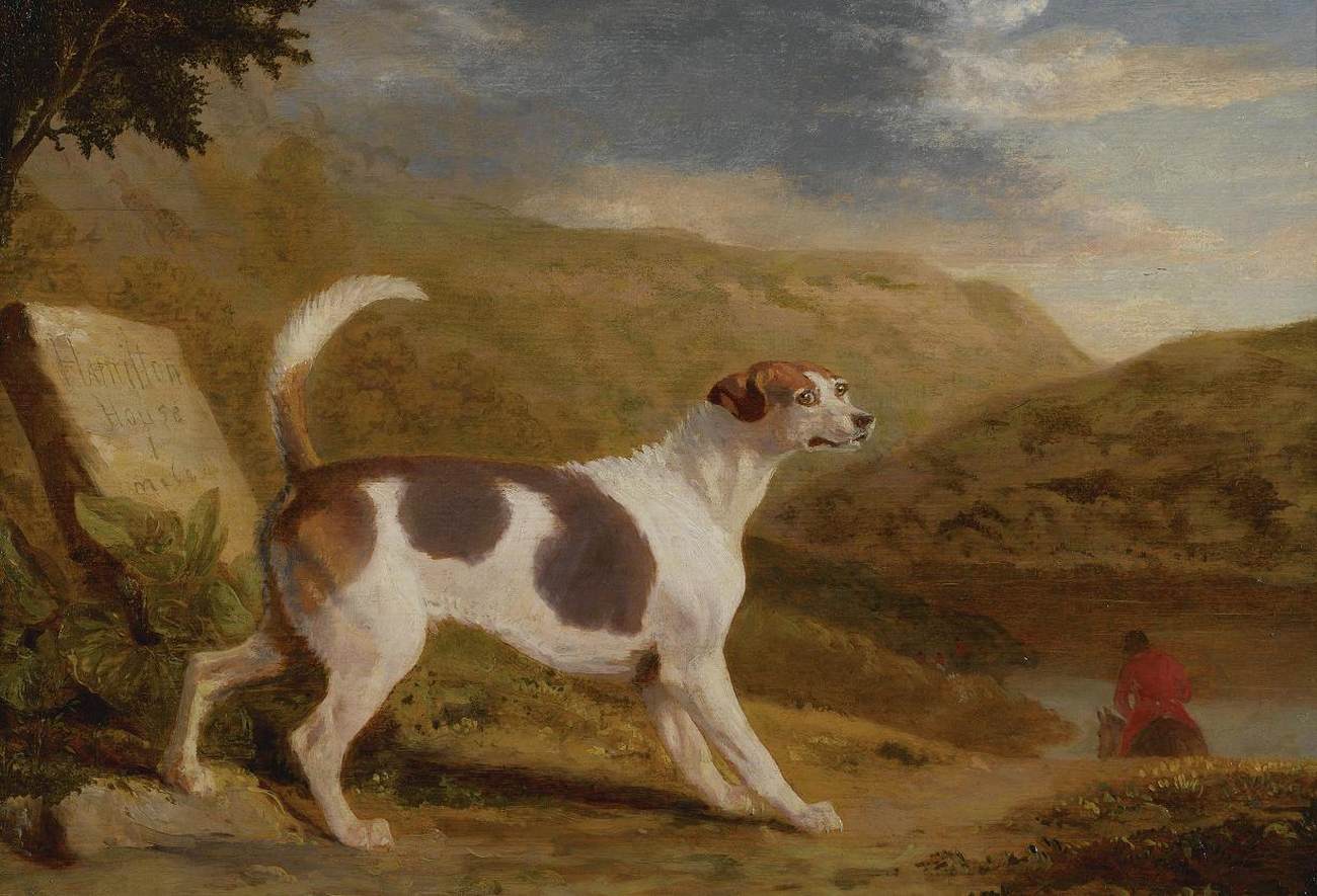 Hound in schottischer Landschaft