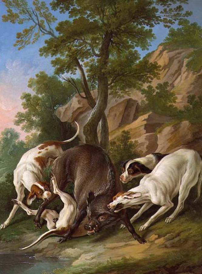 जंगली सुअर