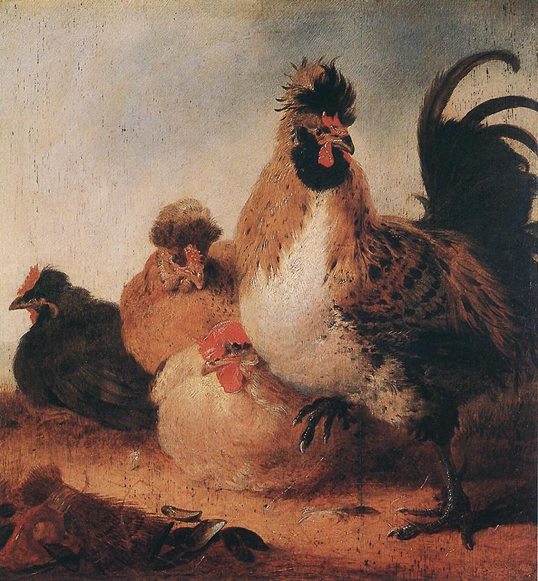 Gallo e polli