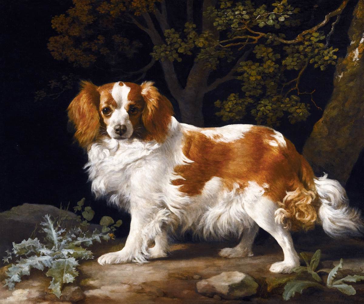 King Carlos Spaniel