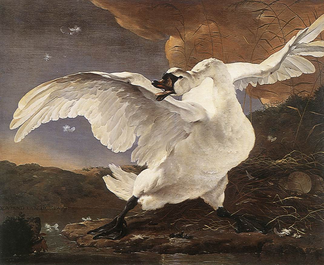 Zagrożony łabędź
