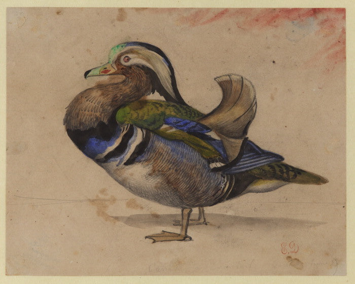 A Mandarin Draco - 1825