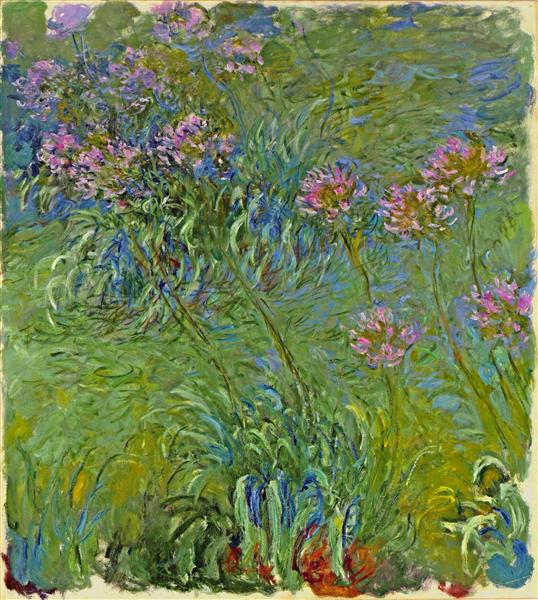 Flores de Agapanthus - 1917