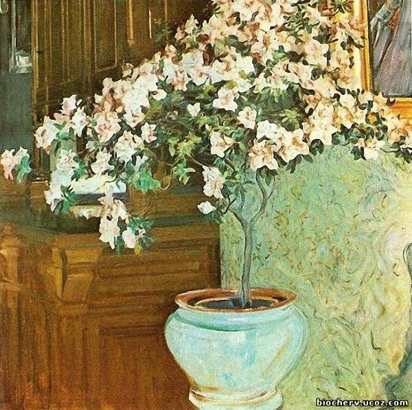 Azalea - 1914 