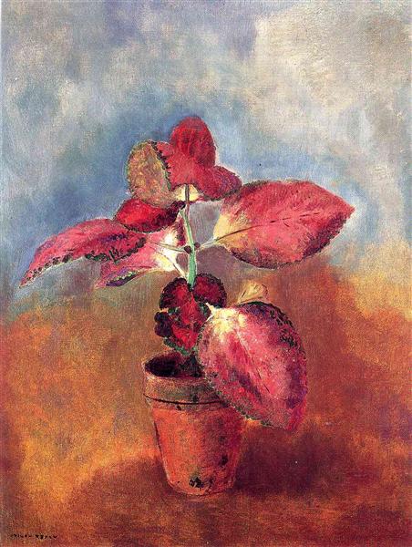 Begonia in a pot - 1910