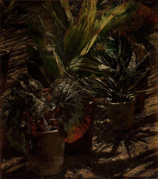 Begonia - 1880