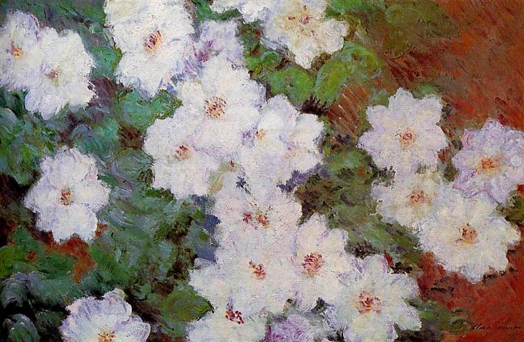 Clematis - 1897