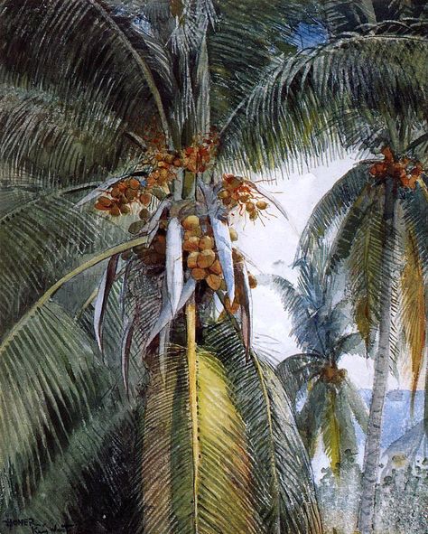 Palme al cocco - Key West