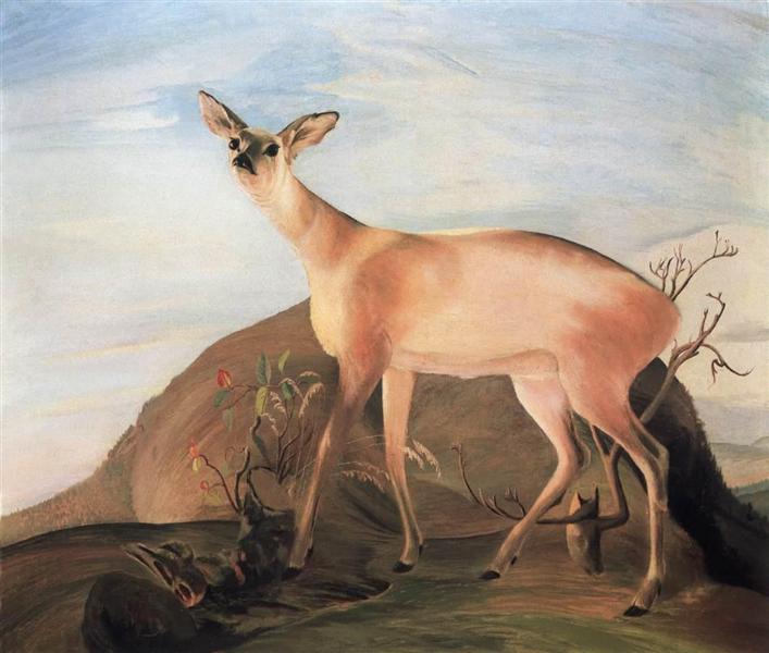 Deer - 1893