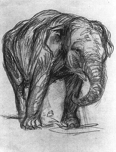 Éléphant - 1907