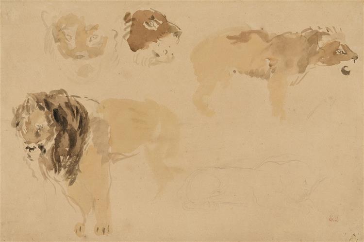 Lions Study