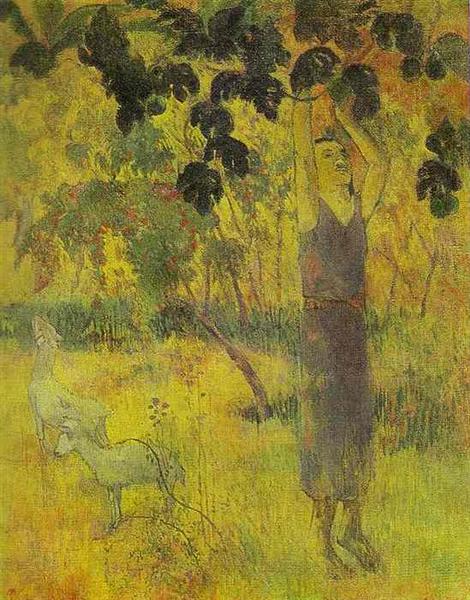 Man Picking Fruit From A Tree - 1897