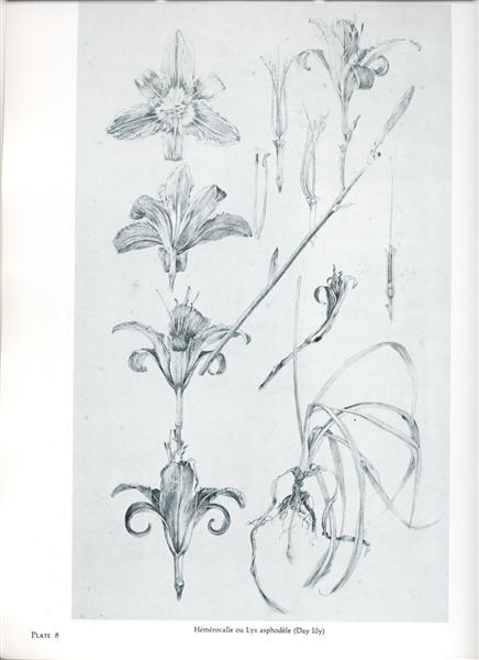 Dekorative Dokumente: endgültige Studie von Blatt 25 - mit Studien aus Lirio - 1902