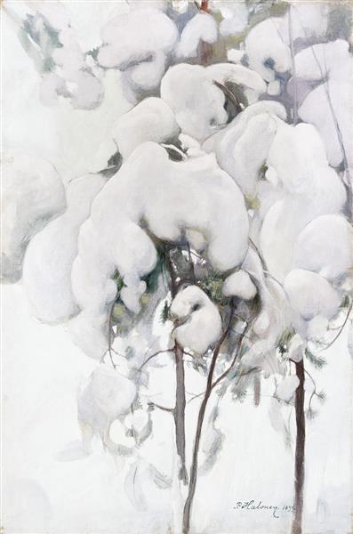 Young snow -covered pine trees