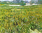 pintura Campo De Trigo En Auvers Con La Casa Blanca - Vincent Van Gogh