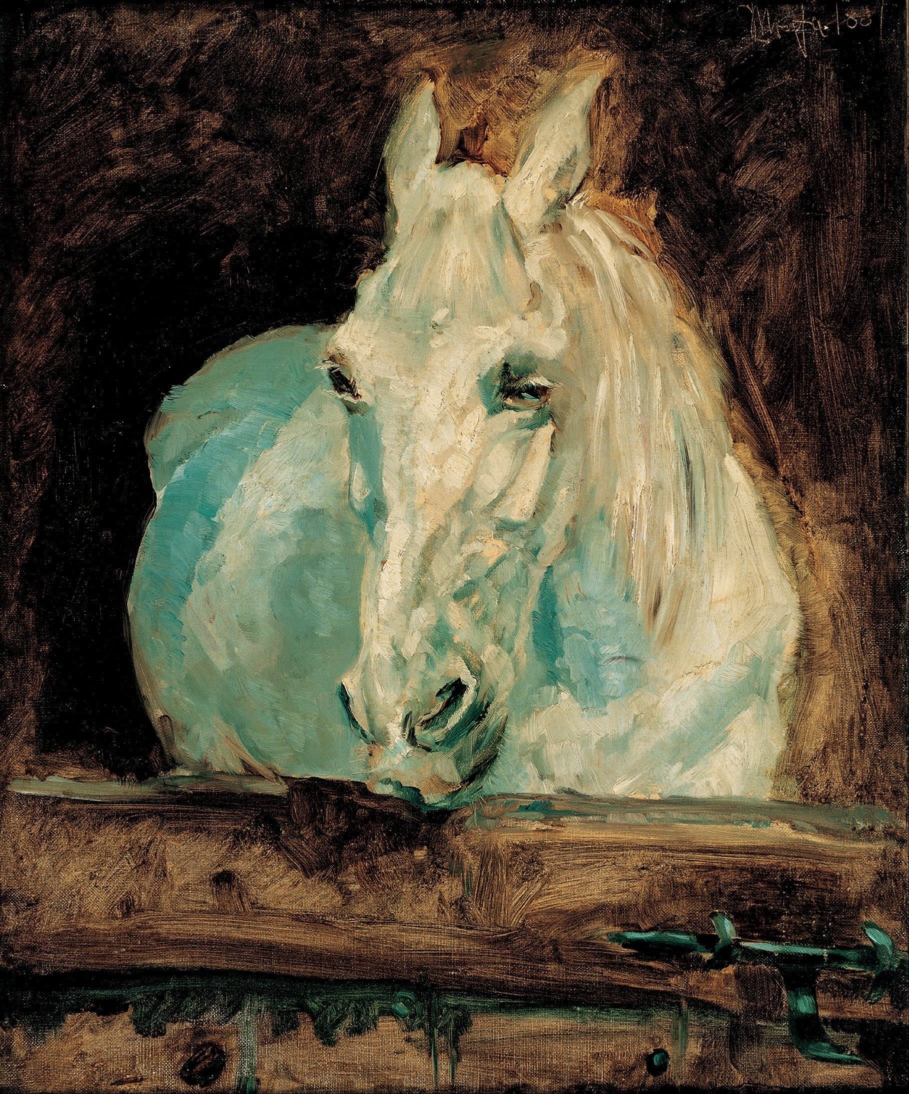 O Cavalo De Gazela Branca