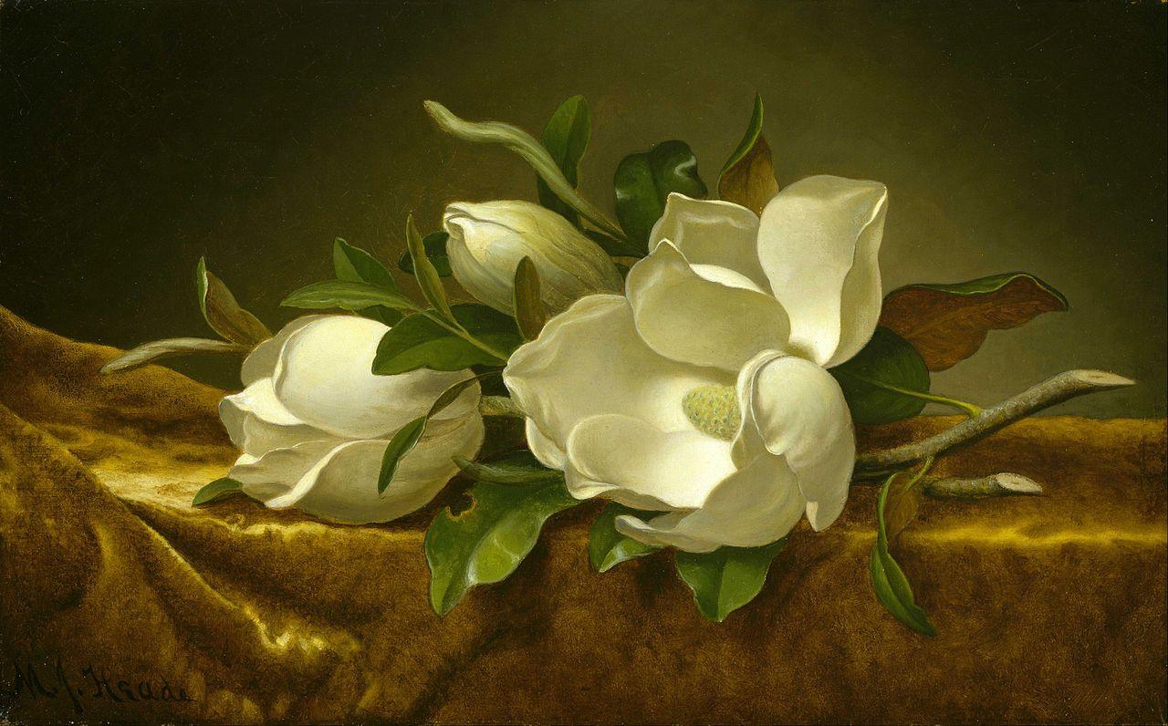 pintura Magnolias En Tela De Terciopelo Dorado - Martin Johnson Heade