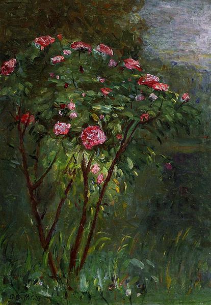 Rose in Bloom - 1884