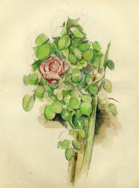 Rosebush - 1888