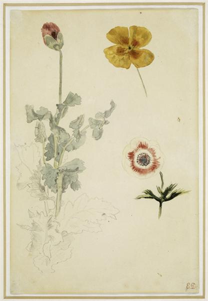 Study of Flowers - 1850