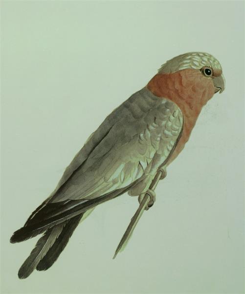 Parrot - 1882