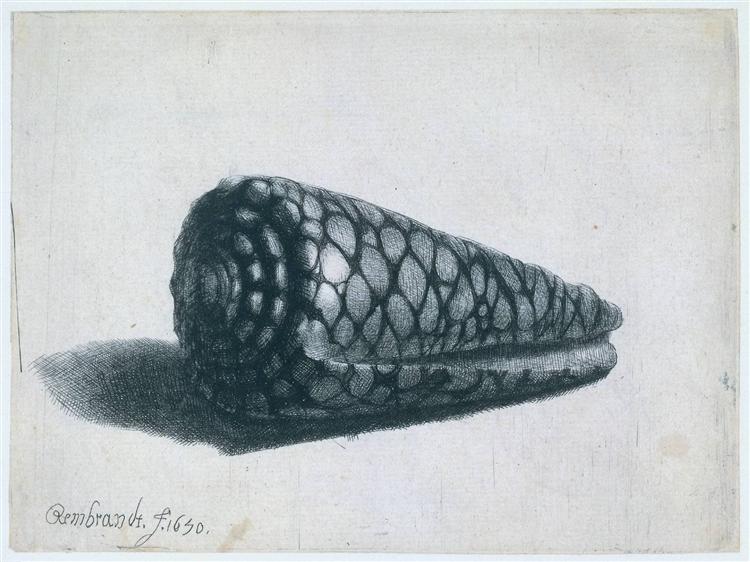 La Concha (Conus Marmoreus) - 1650