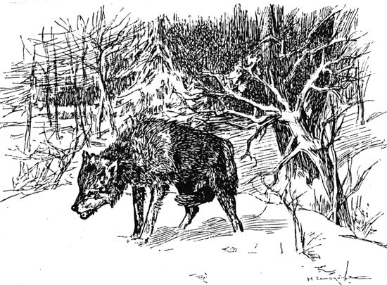 Loup - 1896