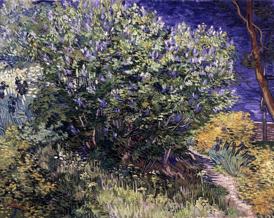 lilac shrub
