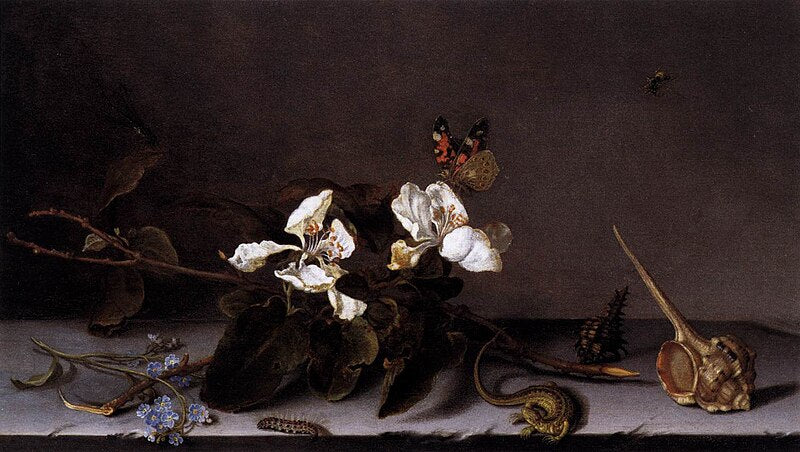 Still Life with Fruits, Shells and Insects