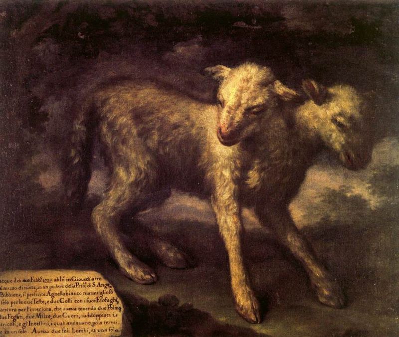 Two Headed Lamb
