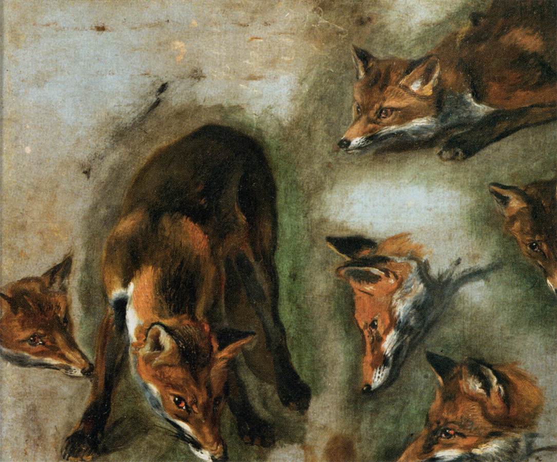 Studies of a Fox