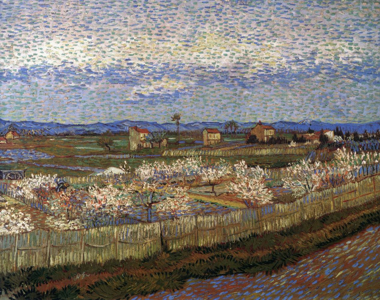 La Crau with Blooming Peaches