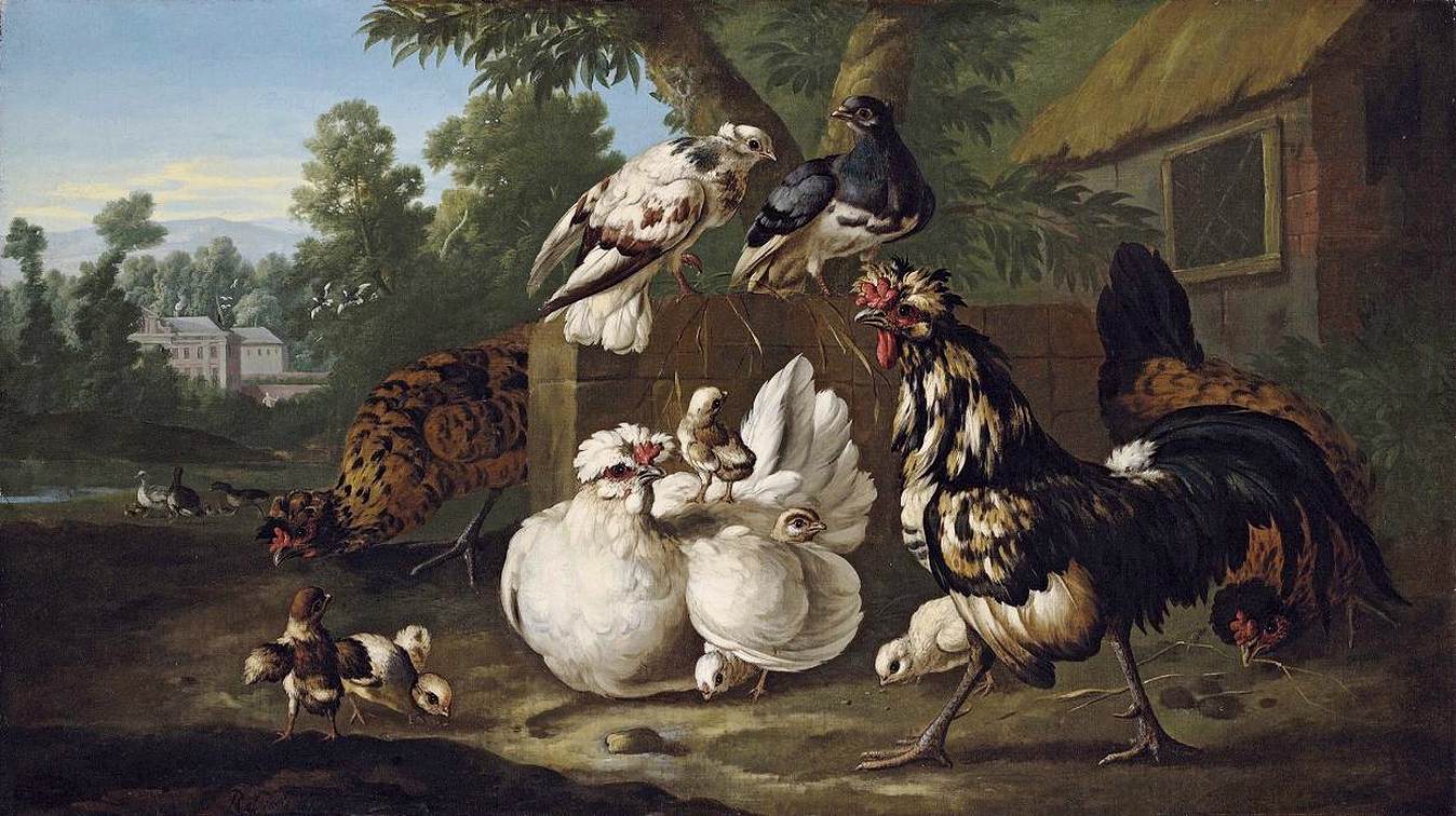 Oiseaux à la ferme