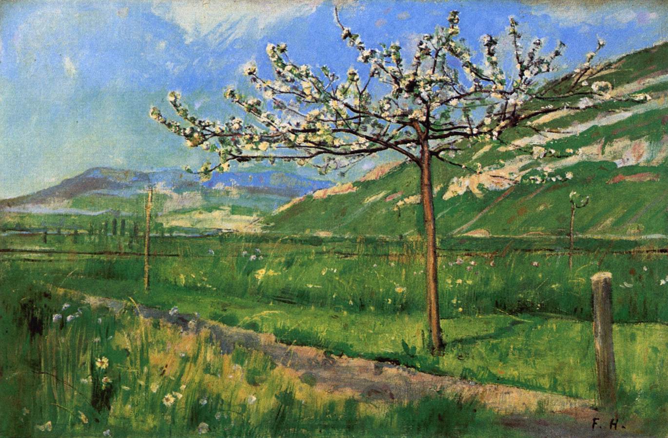 apple tree in blossom