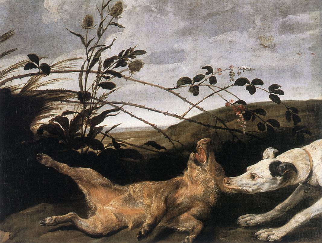 Greyhound piégeant un jeune sanglier