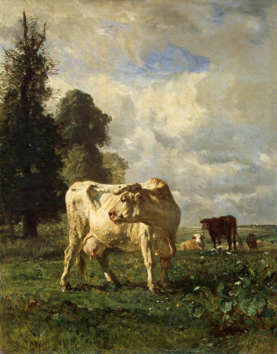 cows in the field