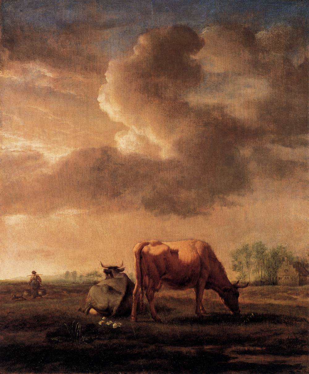 vacas em um prado